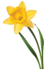 Daffodil and Jonquil