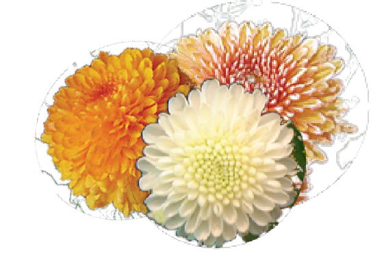 Chrysanthemum and Peony